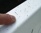 Stop the artillery fungus with stone? Gardening Q&A with ...