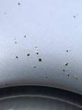 Artillery Fungus & Your Car | DiFiore's Auto Detailing
