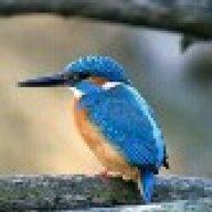 anis_milan