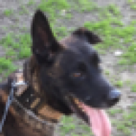 k9jedi