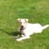 Murph