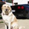 Bellebuddy1