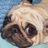 PugDog