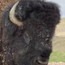 DistilledBison