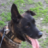 k9jedi