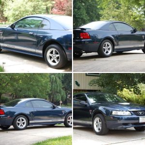 Mustang Photos