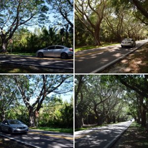 Civic Si Rain Forest Road