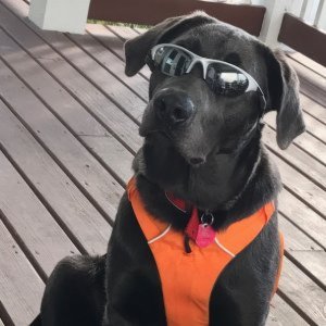 Coal
