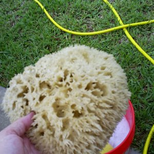My_Favorite_Sponge