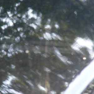 Troys_Maxima4