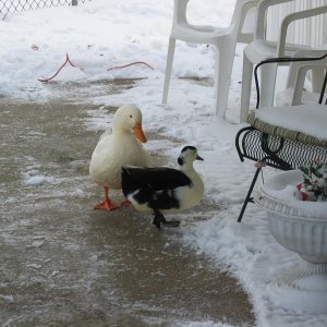 snow storm 2009