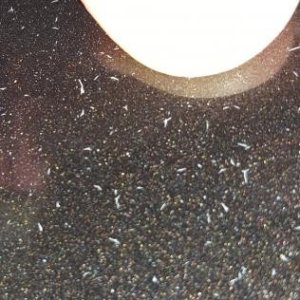 white_specks_02