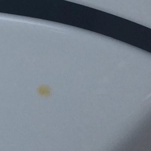 Tree Sap Stain on Lexus car paint autogeek