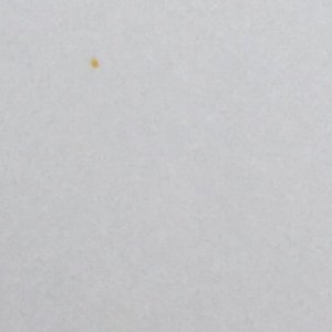 Tree Sap Stain on Lexus car paint autogeek