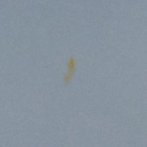 Tree Sap Stain on Lexus car paint autogeek