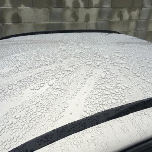 1 Day Old Opti Seal Rain 1/4/2017