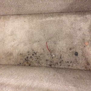 Mold Mitigation for Boats Parker Richards Mike Phillips