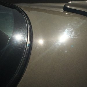 Trunk_Defects_Daylight