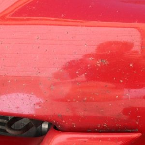 REVIEW: BLACKFIRE Bug Remover  by Mike Phillips