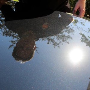 How to inspsect paint for swirls using overhead sunlight