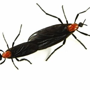 bug51