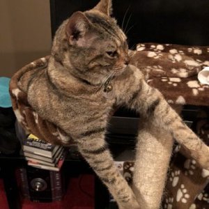 catpic