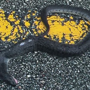 Water_Moccasin