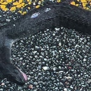 Water_Moccasinc