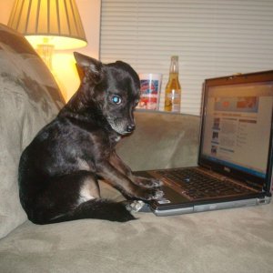 dog_pic