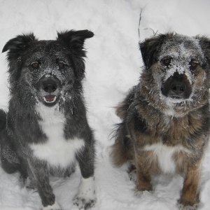 frosted pups