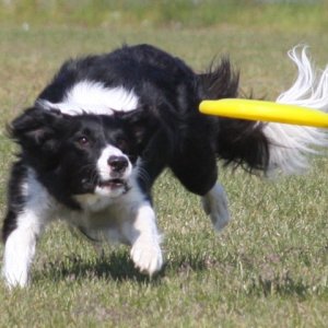 Izzy after the disc