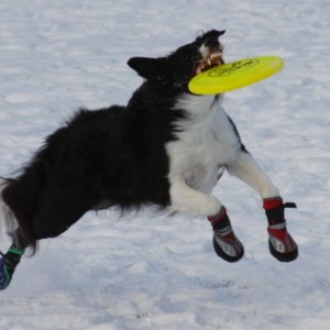 Izzy disc and snow