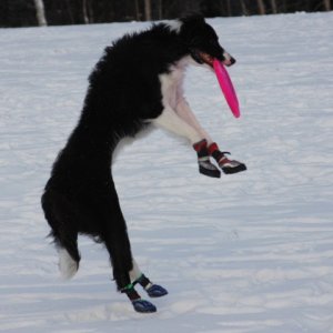 Izzy disc and snow 2