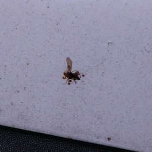 Review: Pinnacle Advanced Insect Remover