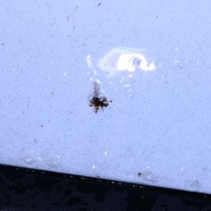 Review: Pinnacle Advanced Insect Remover