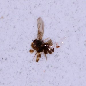 Review: Pinnacle Advanced Insect Remover