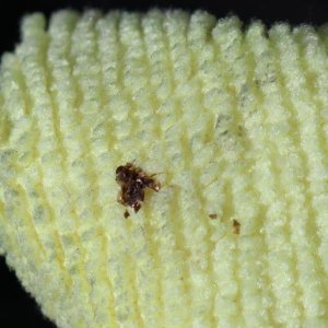 Review: Pinnacle Advanced Insect Remover