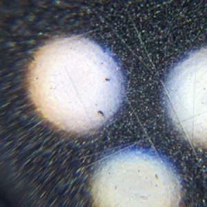 tiny pits in car paint