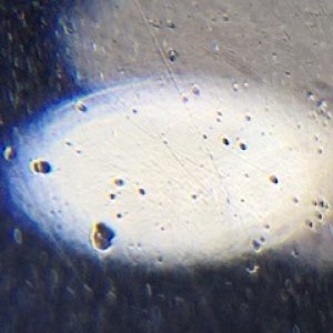 tiny pits in car paint
