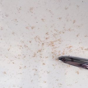 Rust showing through original single stage paint mike phillips