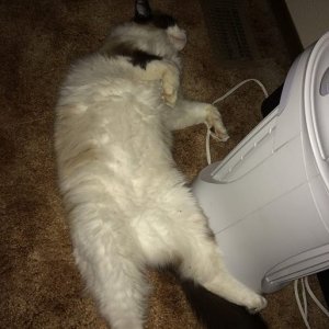 passedout
