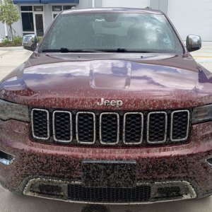 How to remove Love Bugs off car