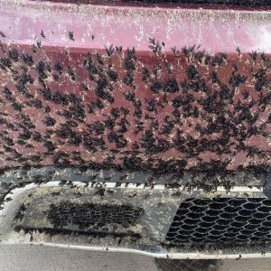 How to remove Love Bugs off car