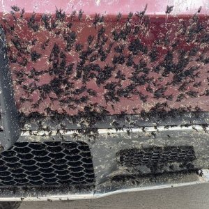 How to remove Love Bugs off car