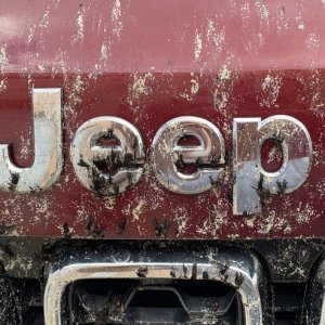 How to remove Love Bugs off car