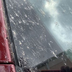 How to remove Love Bugs off car