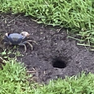 Crabby_02