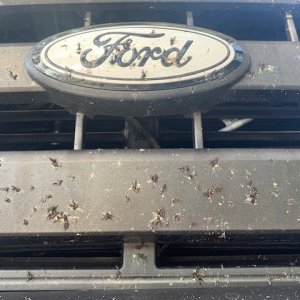 BLACKFIRE Bug BLOCKER Ford Truck