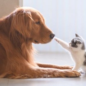 kittendog
