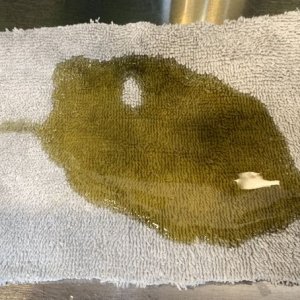 Review Letherique Leather Rejuvenator and Printine Clean